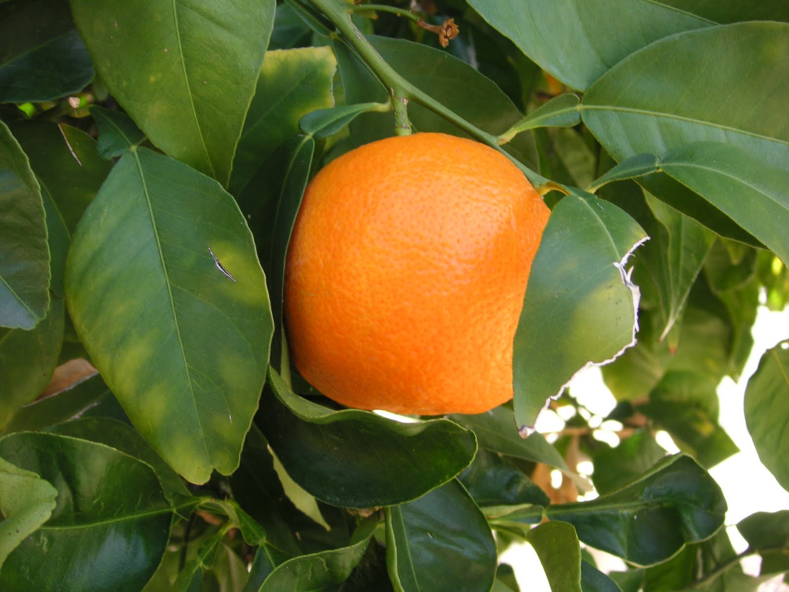 HOW TO TAKE CARE OF YOUR GRAFTED ORANGES IN KENYA – Oxfarm