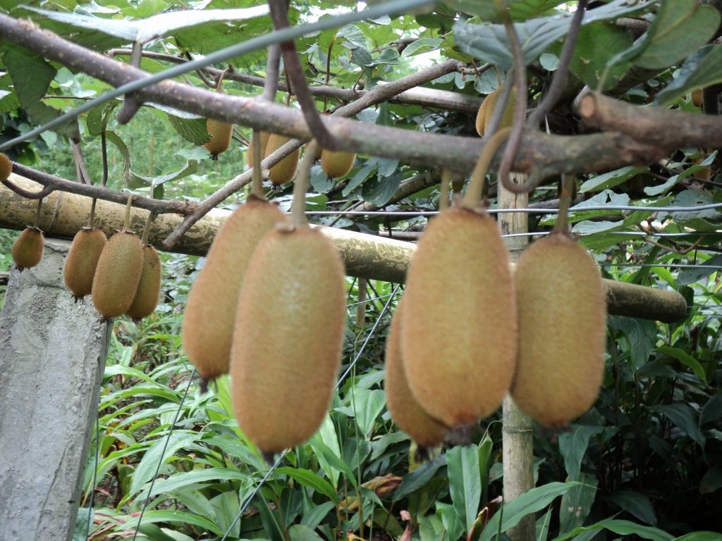 kiwi farming in kenya Oxfarm