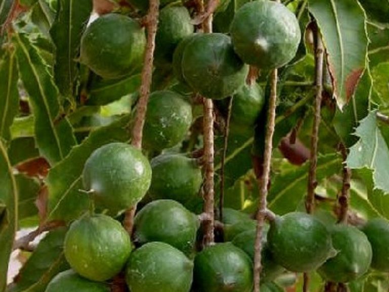 macadamia farming in kenya Oxfarm