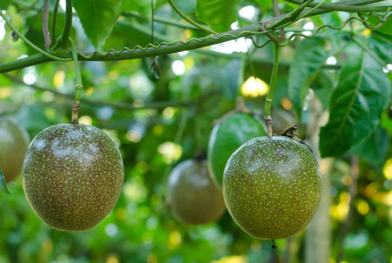 PASSION FRUIT FARMING IN KENYA Oxfarm