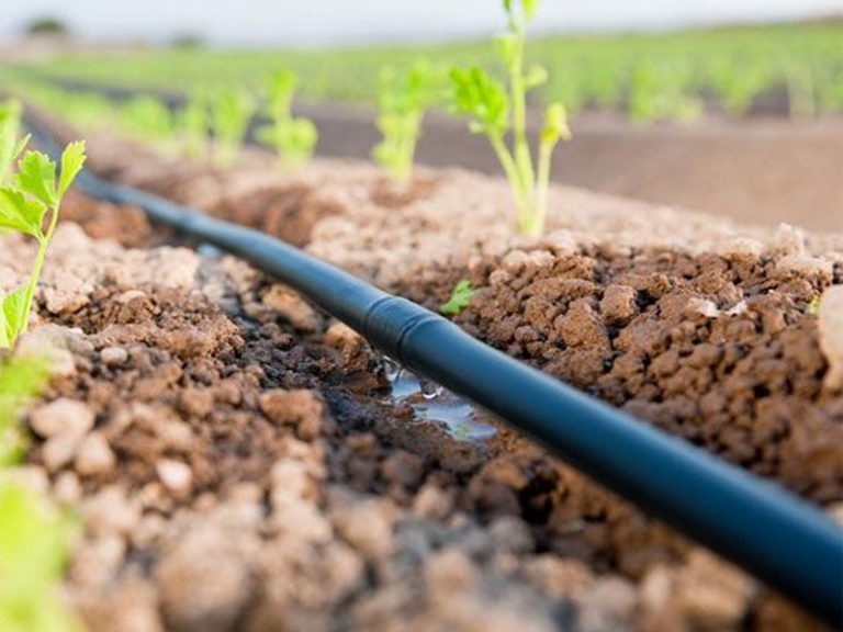 An acre can be planted 150 hass avocado Oxfarm