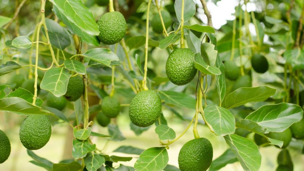 hass avocado seedlings Oxfarm