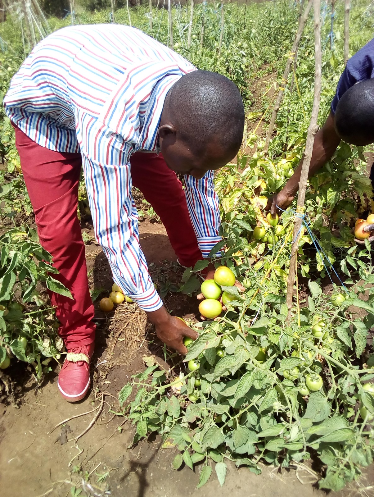 Tomato Farmers in Kenya