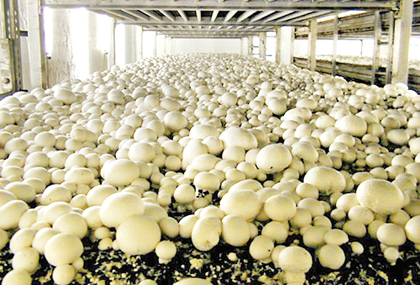 pěstování hub v Keni
