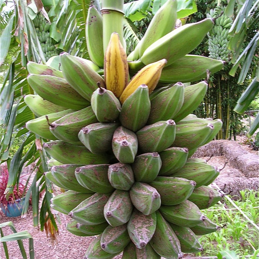 How to grow “Williams” Hybrid Banana Oxfarm