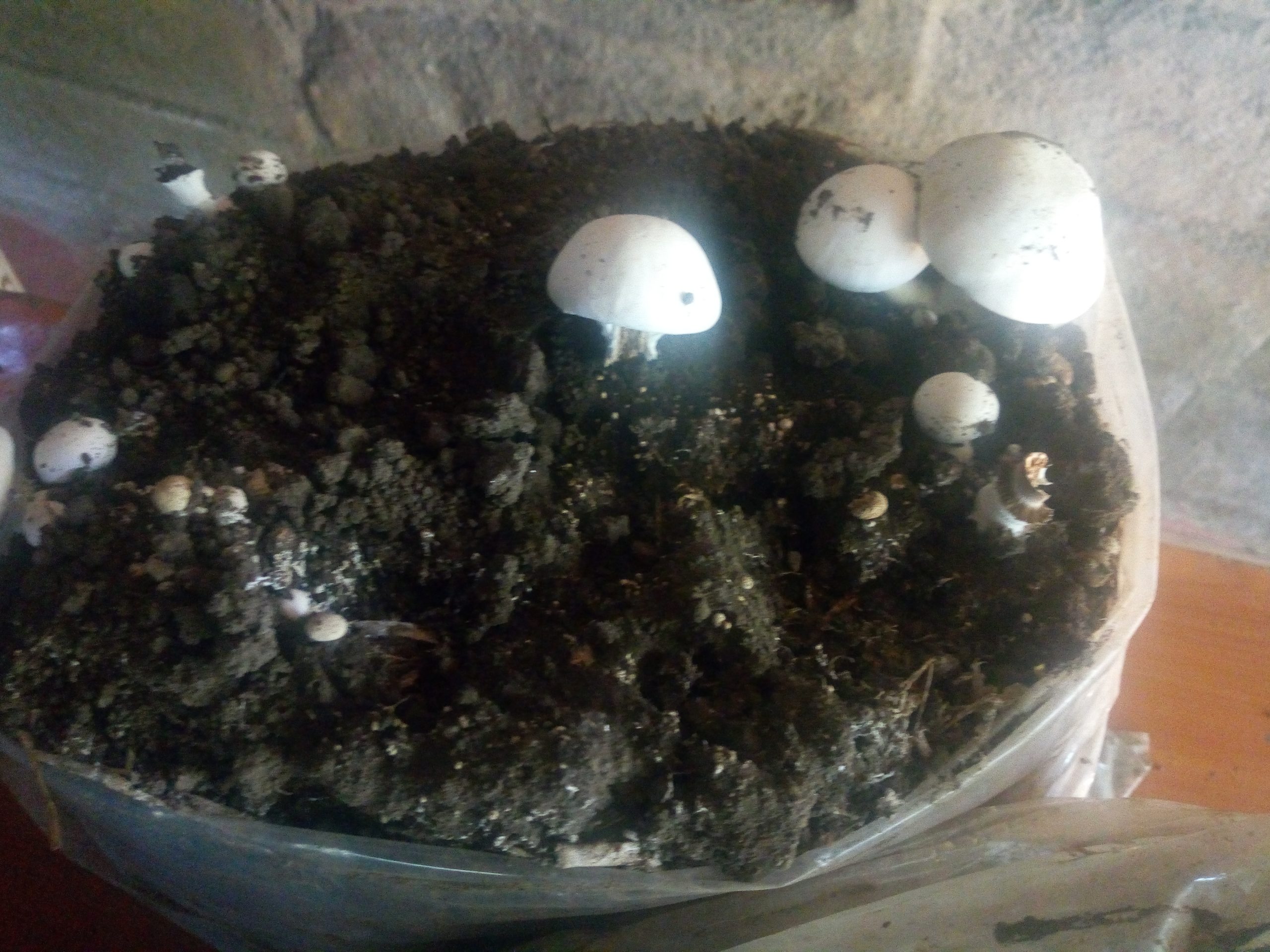mushroom farming