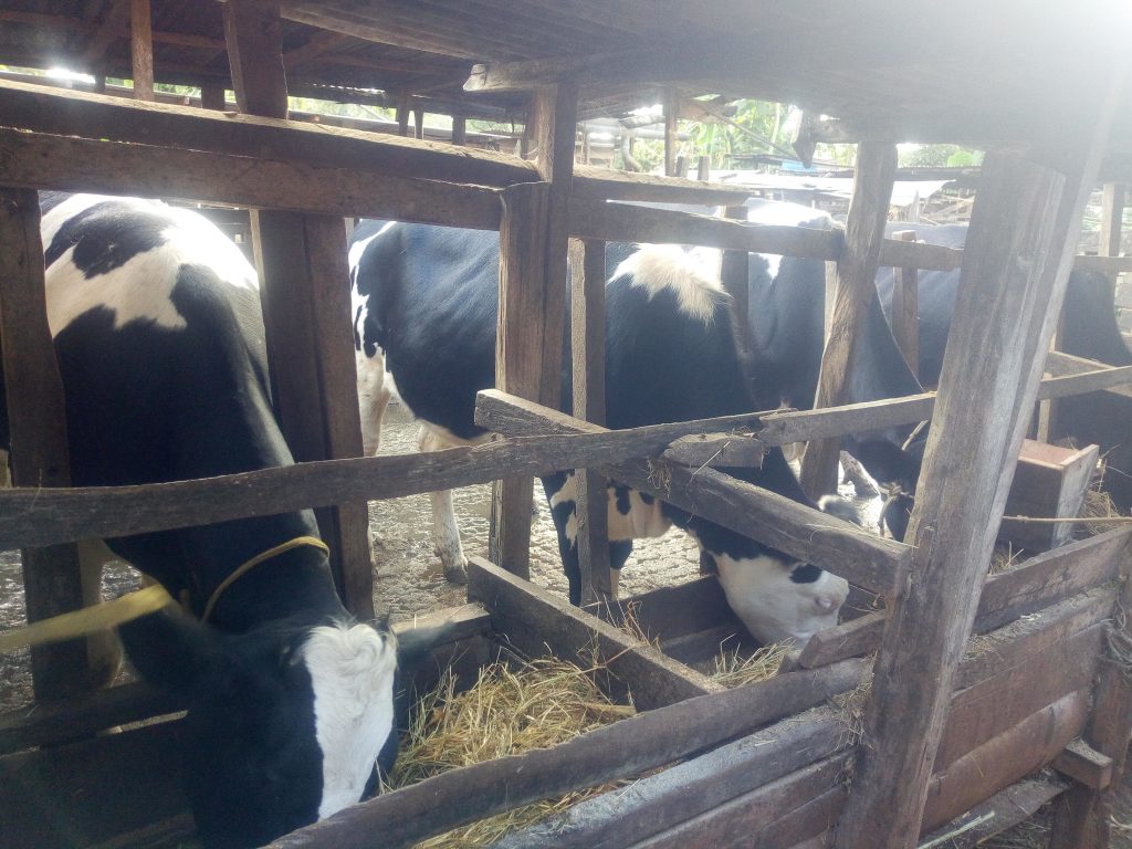Feeding cows at Mr njoroge farm