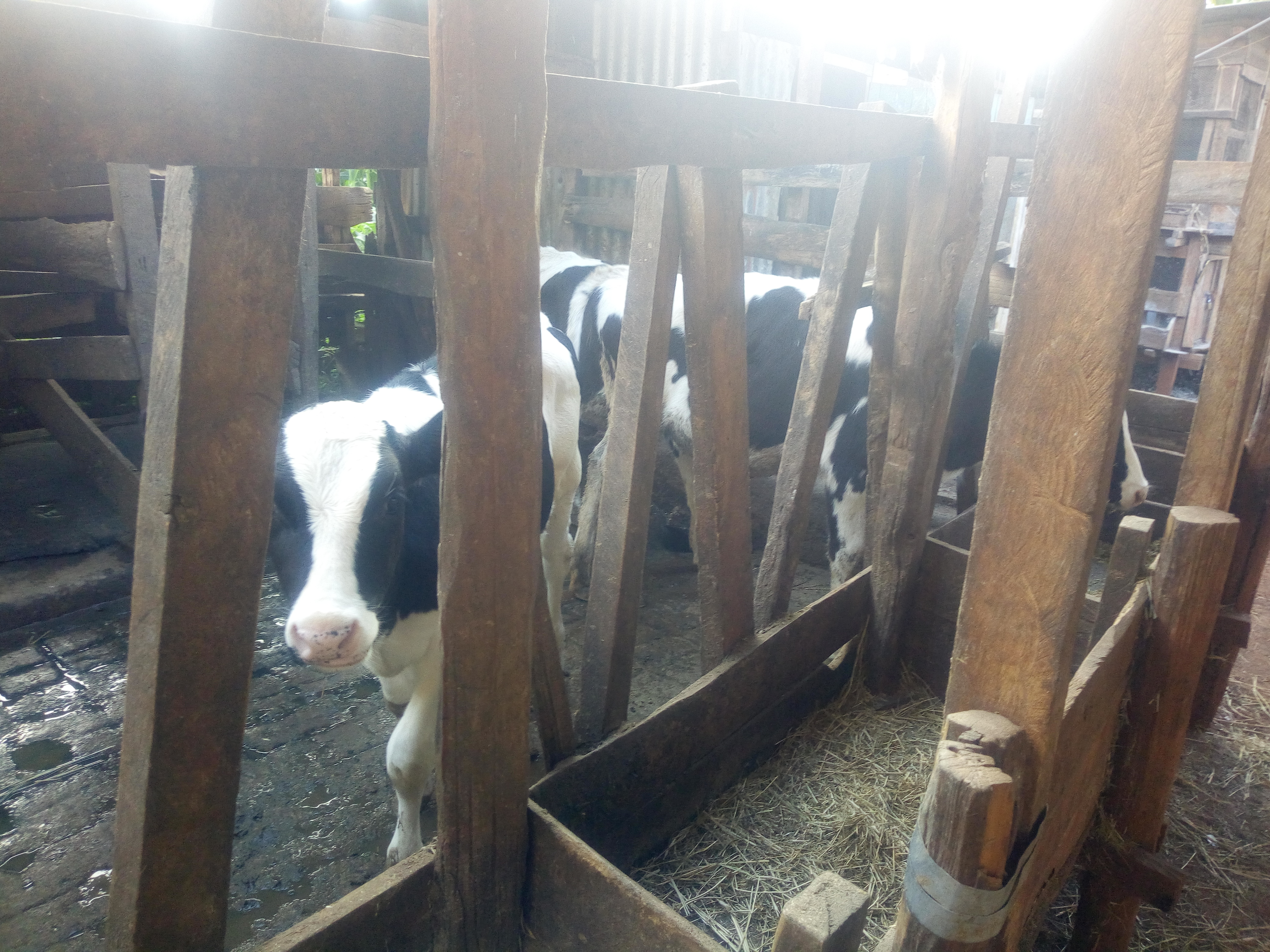 Dairy cows Mr Njoroge farm Nyeri