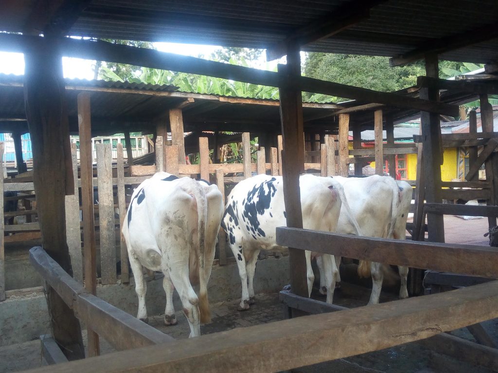 Dairy cows Mr Njoroge farm Nyeri