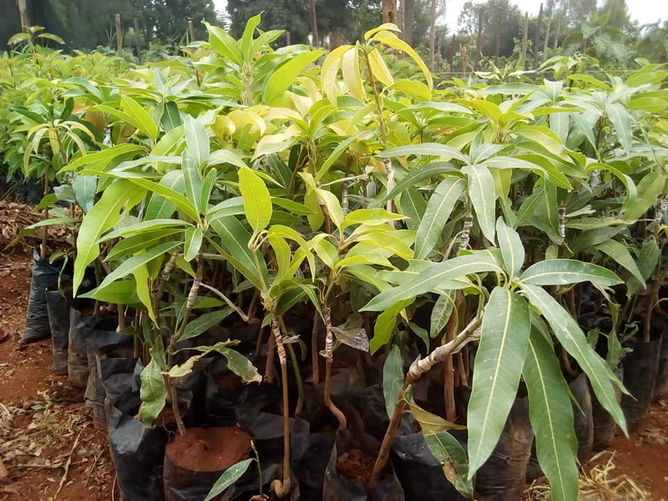 mango seedlings