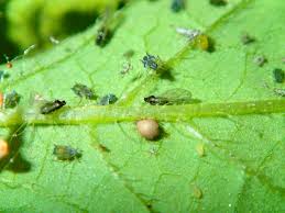 Aphids in a tree tomato leaf