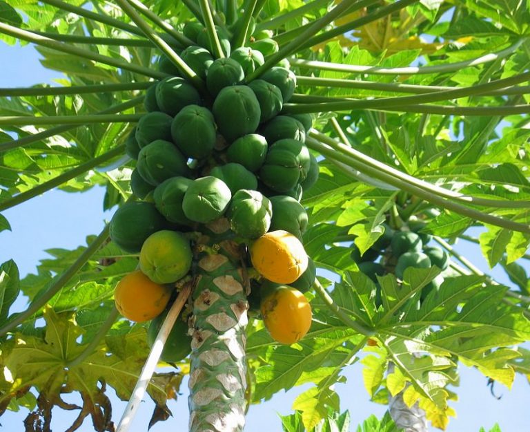 How to Identify and manage Papaya diseases Oxfarm
