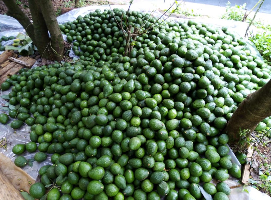 best hass avocado seedlings for better production