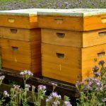 Langsroth Bee Hive