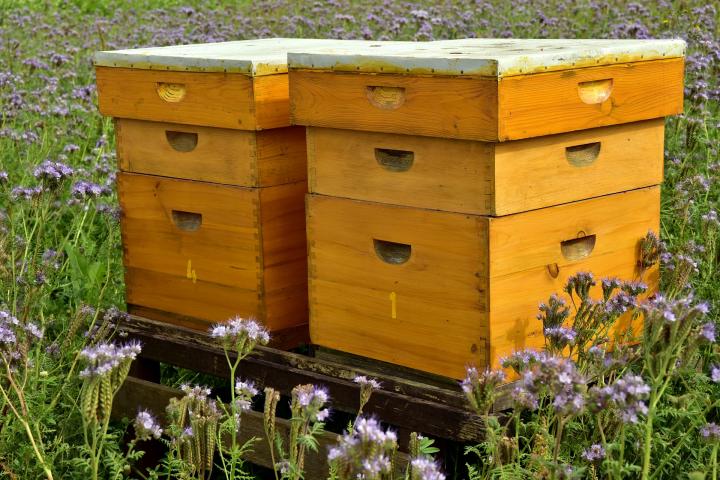 Langsroth Bee Hive