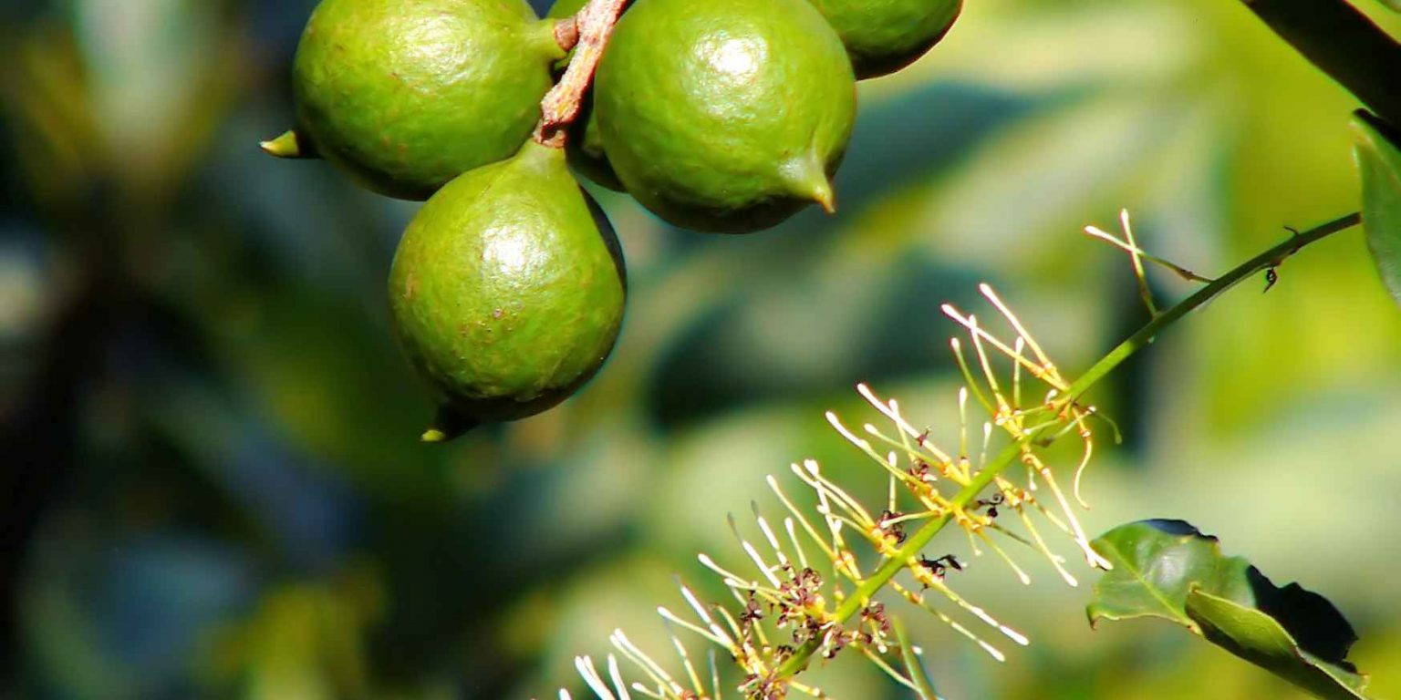 macadamia farming in kenya Oxfarm