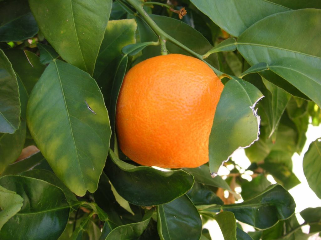 HOW TO TAKE CARE OF YOUR GRAFTED ORANGES IN KENYA Oxfarm