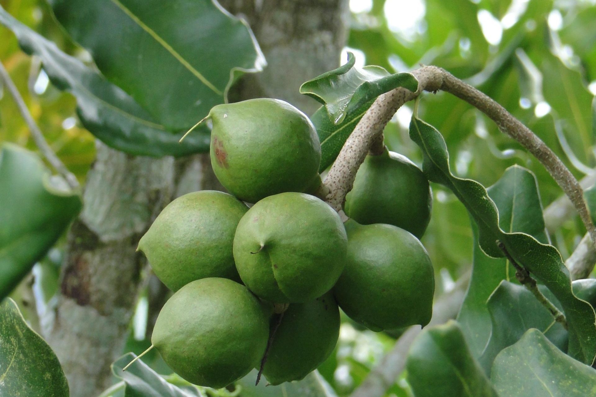 Macadamia Nuts – Oxfarm