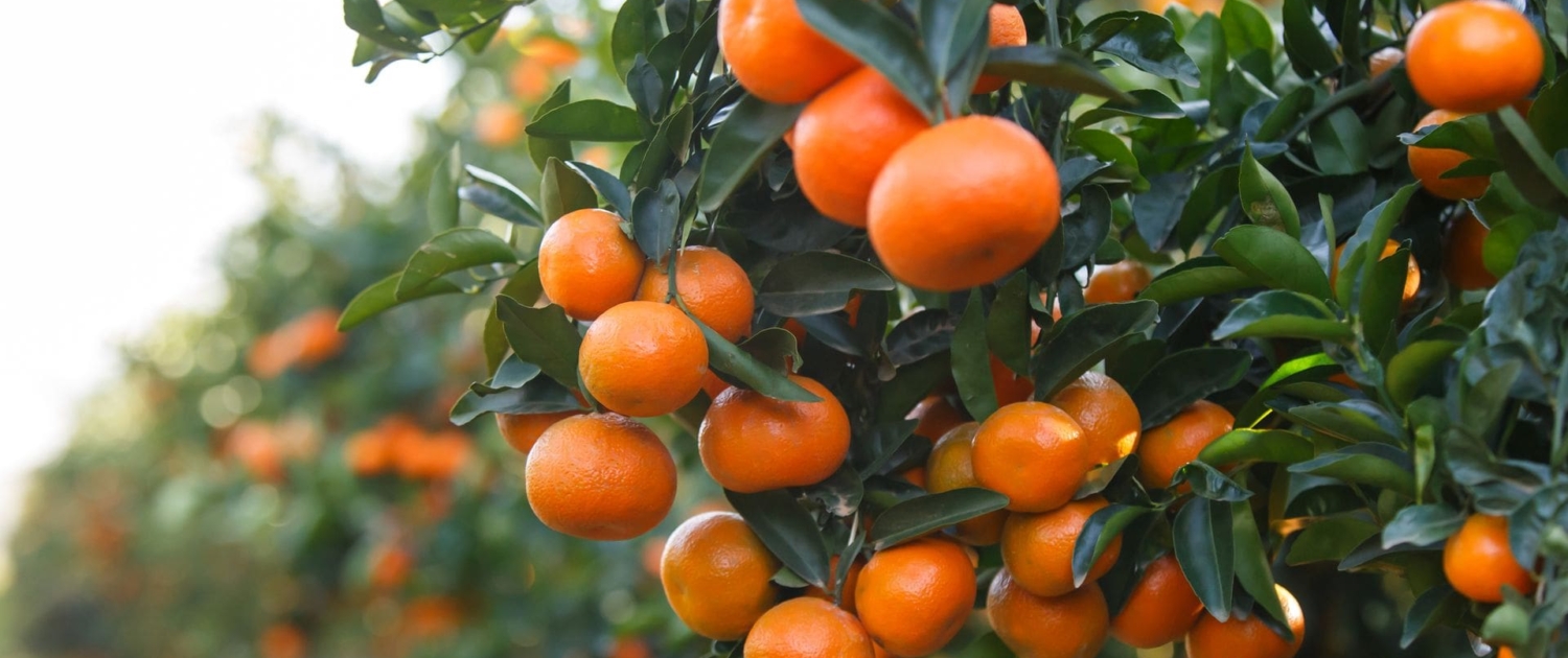 Dismantling The Thought That Fruit Farming Is for The PoorFruit Farming