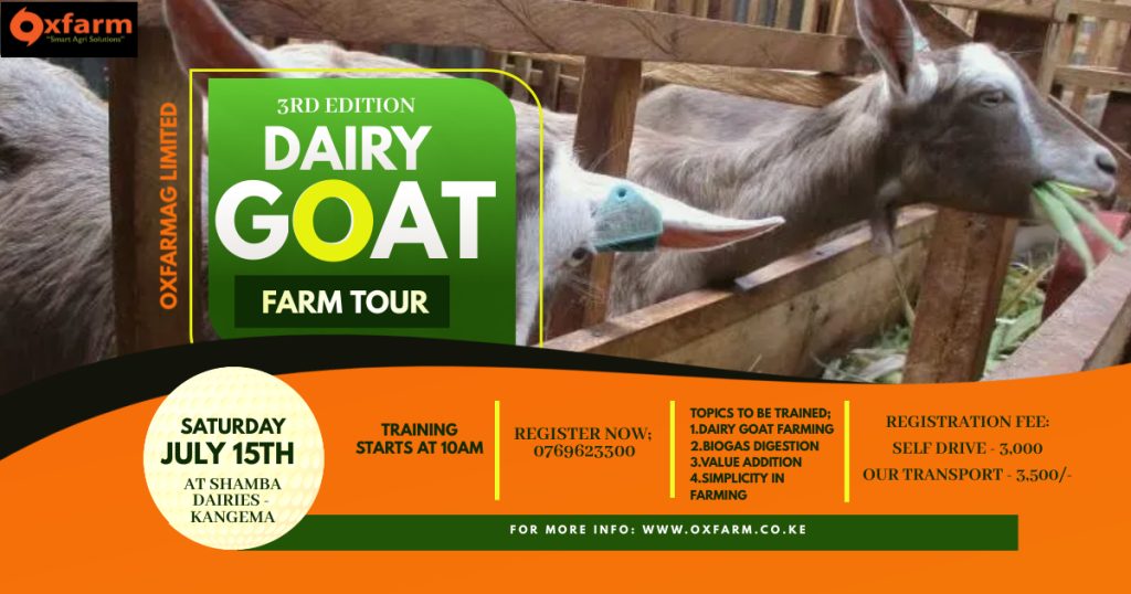 Discover Profitable Dairy Goat Farming in Kenya Shamba Dairies Tour